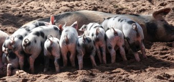 ECONOMÍA – Alimentación | Por la importación de cerdos norteamericanos de baja calidad se perderían 35.000 puestos de trabajo.