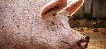 ECONOMÍA – Régimen | Importan cerdo y en 2018 cerraron más de tres mil productores en Argentina.