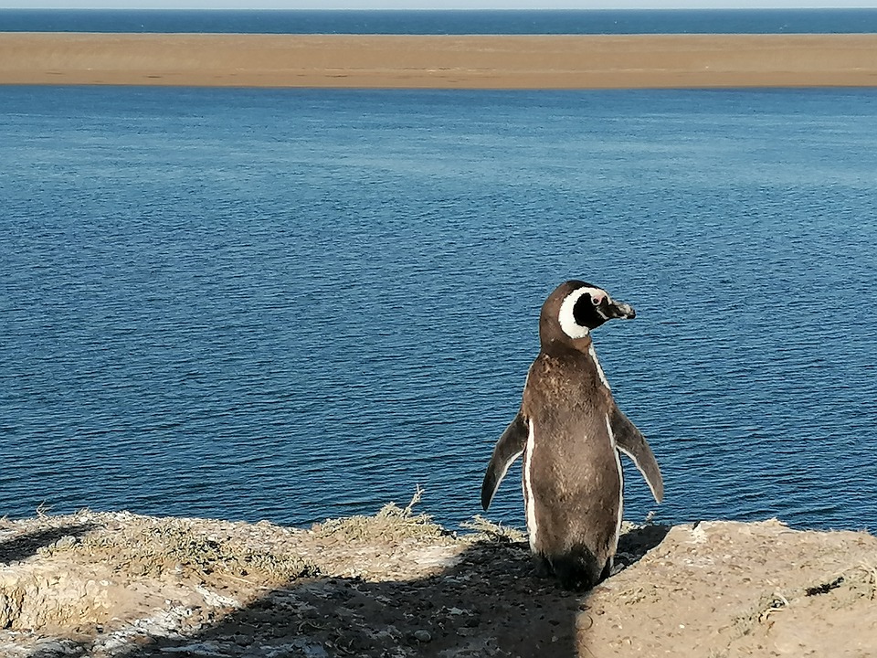 Turismo_Pinguino